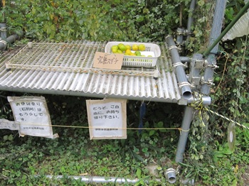 ウォーキングの様子の写真