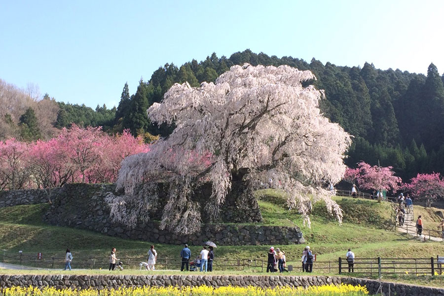 又兵衛桜の写真