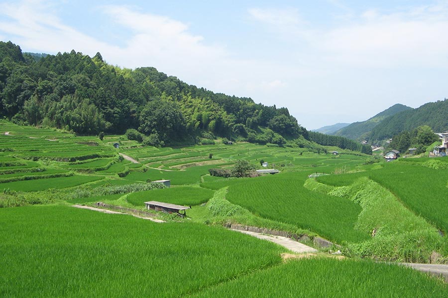 桜井市の棚田